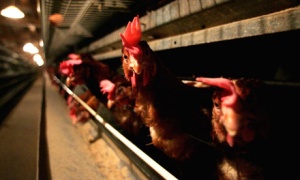 България получи официално предупреждение за „нещастните кокошки“
