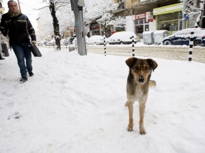 Температурите ще паднат до -20 през февруари