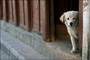 71 кучета осиновени в Кюстендил за година