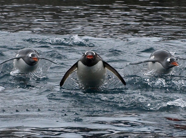Шест пингвина дженто на гости в София