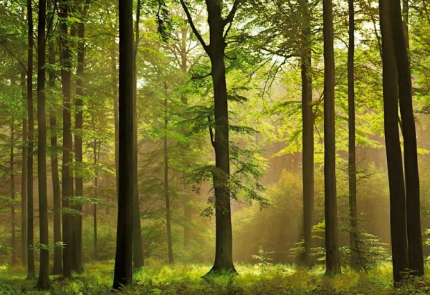 Социализмът „се върнал“ в горите