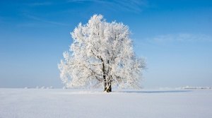 Посевите в Добруджа застрашени от измръзване