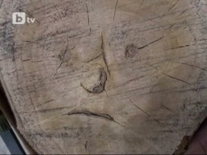 Образ на светец се появи върху дърво в Силистренско