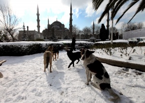 Турция се готви за наводнения