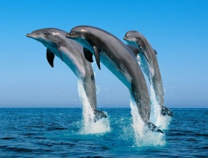 Стотици мъртви делфини в Перу