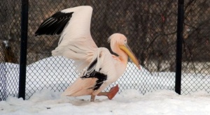 Спасиха два къдроглави пеликана