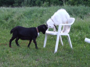 Козите блеят с различен акцент