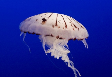 Тайната на младостта се крие в медузите