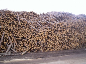На Софийската стокова борса вече се продават дърва