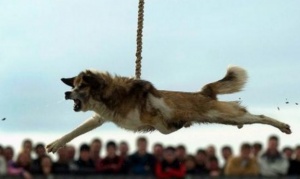 Марш към Бродилово срещу тричането на кучета