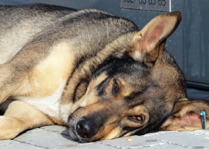 „Тричането" все пак се състоя в Бродилово