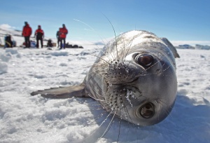 Консерви от тюлен ще произвеждат в Русия