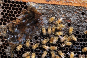 Министерство застрахова пчеличките