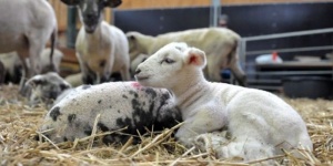 Животновъди: Държавата не може да вземе субсидии, които не е дала