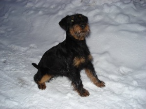 Куче застреля ловец в Русия