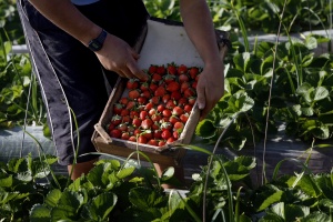 Производители на ягоди и малини настояват за субсидии