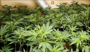 Откриха лаборатория за марихуана в Габрово