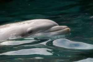 50 делфина в леден капан в Азовско море
