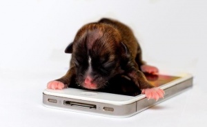 Най-малкото куче в света се казва Бионсе