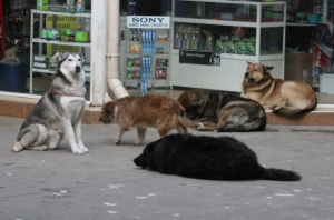 Преподавател от Американския колеж с опасност за живота след нападение от кучета