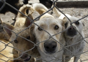 Граждани хранели кучетата в „Малинова долина“ със сурови кокали