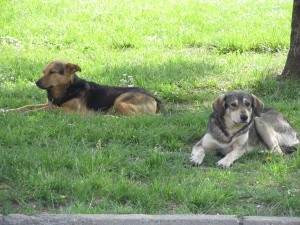 Столична община на лов за кучетата в „Малинова долина“