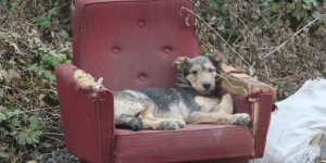 Евтаназия за глутницата кучета от „Малинова долина“