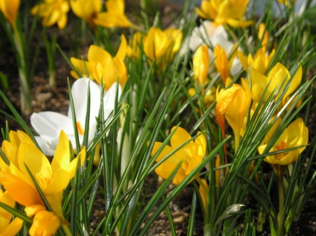 Слънчево време с максимални температури до 11°