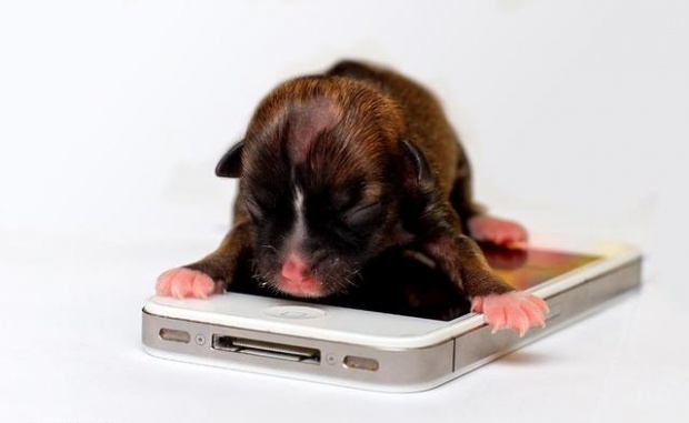 Най-малкото куче в света се казва Бионсе