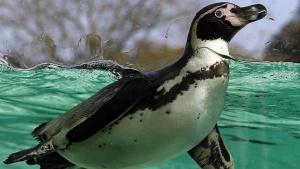 Пингвин нападна американски кандидат-президент