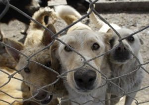 За 80% от софиянци кучетата са най-тежкият проблем