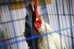 Епидемия от птичи грип избухна в Китай