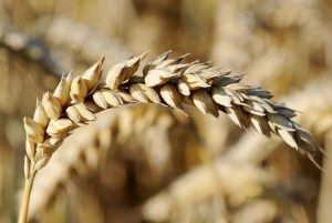 Добивът на пшеница в България ще падне с 20%, според украинци