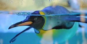 Младежи откраднаха пингвин от зоопарк в Австралия