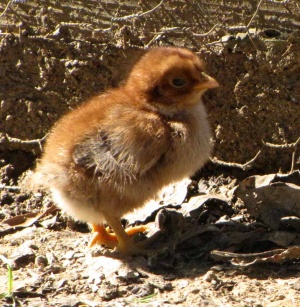 Кокошка „роди“ пиленце в Шри Ланка
