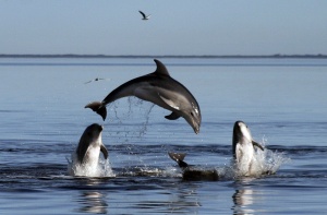 Перу разследва смъртта на близо 900 делфина
