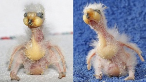 Излюпи се най-грозният папагал в света