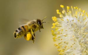 30% от пчелните семейства в България са загинали