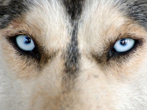 Рецидивист отвлече хъски, за да изнудва собственичката