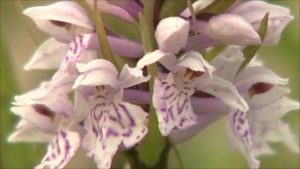 Температури от 3 до 33 градуса през май