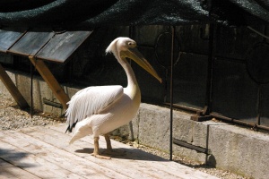 Над 200 мъртви пеликана намерени в Перу
