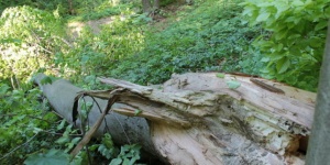 Проверяват дърветата в Шумен след смъртта на детето