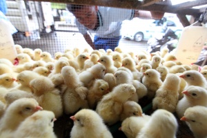 7000 пиленца изгоряха заради неизправно отопление