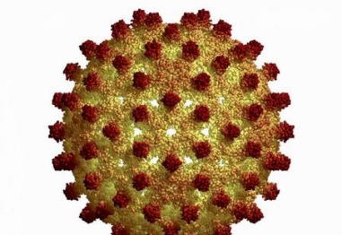 Знаете ли, че хепатитният вирус е 100 пъти по-заразен от вируса на СПИН?