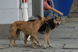 Дете на година и половина в болница след нападение на куче