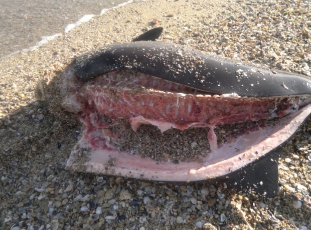 Морето изхвърли разфасован делфин край Несебър