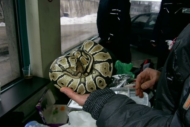 Митниците пак хванаха контрабанден „терариум”