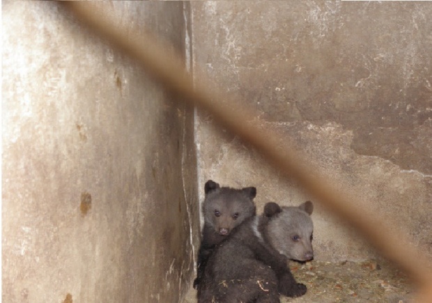 Мечката Калинка родила близнаци от брат си Явор в зоопарка в Благоевград
