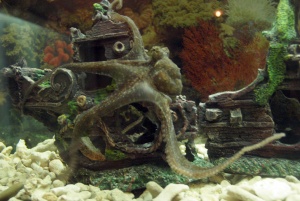 Аквариумът във Варна представя отровните риби на Черно море