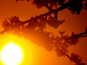 Живакът в Добрич би рекорд от 1983 г.